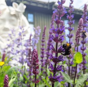 Wes Shaw Gardening - Bee Garden 5