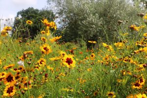 Wes Shaw Gardening - Meadows 3