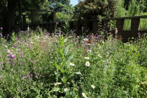 Wes Shaw Gardening - Meadows 4