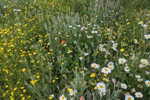 Wes Shaw Gardening - Meadows 7