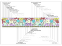 Wes Shaw Gardening - V&A